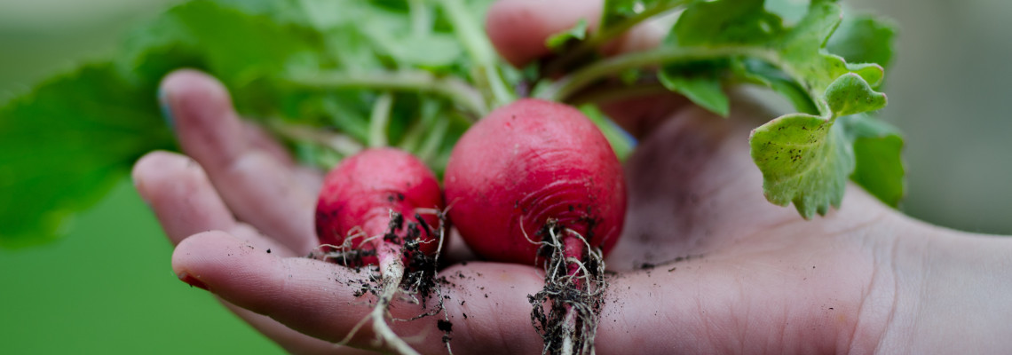 Quem não deseja se alimentar com orgânicos?