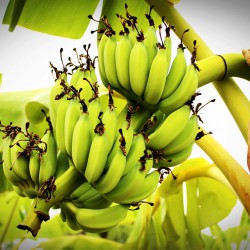 Banana Verde Biomassa Orgânica - 500g