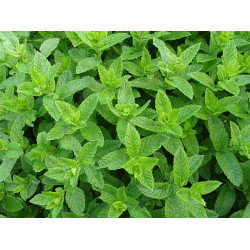 Hortelã orgânica - maço