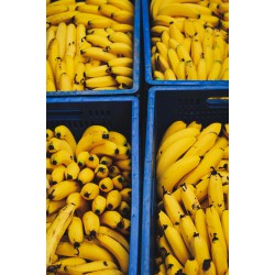 Banana Nanica Orgânica - 500g