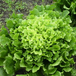 Escarola Orgânica - maço