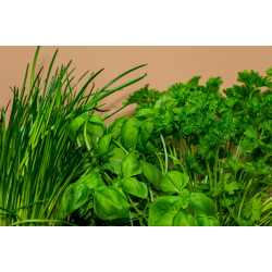 Cheiro verde orgânico maço