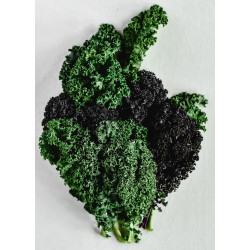 Couve kale verde orgânica maço