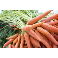 Cenoura Orgânica - 500g