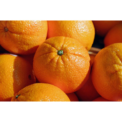 Laranja Bahia Orgânica - 500g