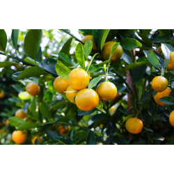 Laranja Lima Orgânica - 500g