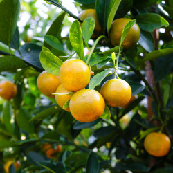 Laranja Lima Orgânica - 500g