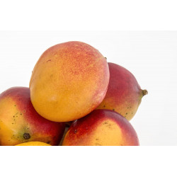 Manga Adam Orgânica - 1Kg