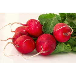 Rabanete Orgânico - maço