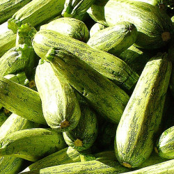 Abobrinha Italiana Orgânica - 1Kg