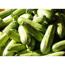 Abobrinha Italiana Orgânica - 1Kg