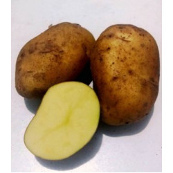 Batata inglesa orgânica kg