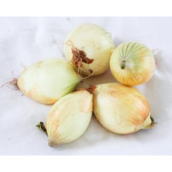 Cebola branca orgânica
