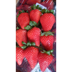 Morango orgânico bandeja 180g
